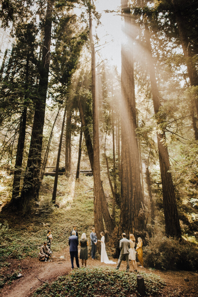 Big Sur Redwood wedding ceremony