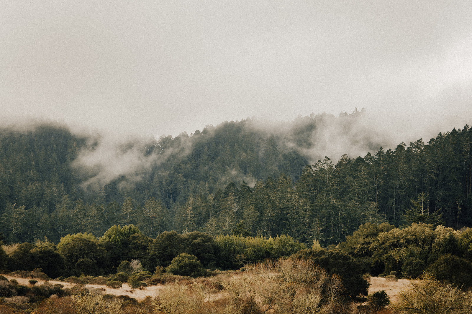 Rolling hills at Point Reyes Elopement
